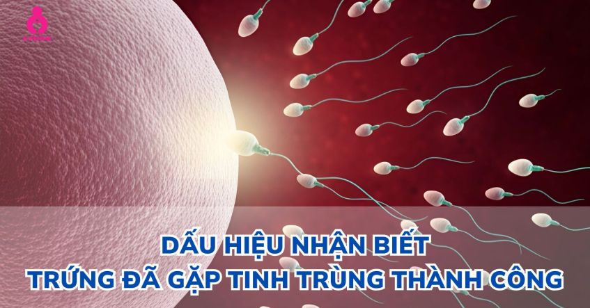 Những dấu hiệu trứng đã gặp tinh trùng - Chính xác cao