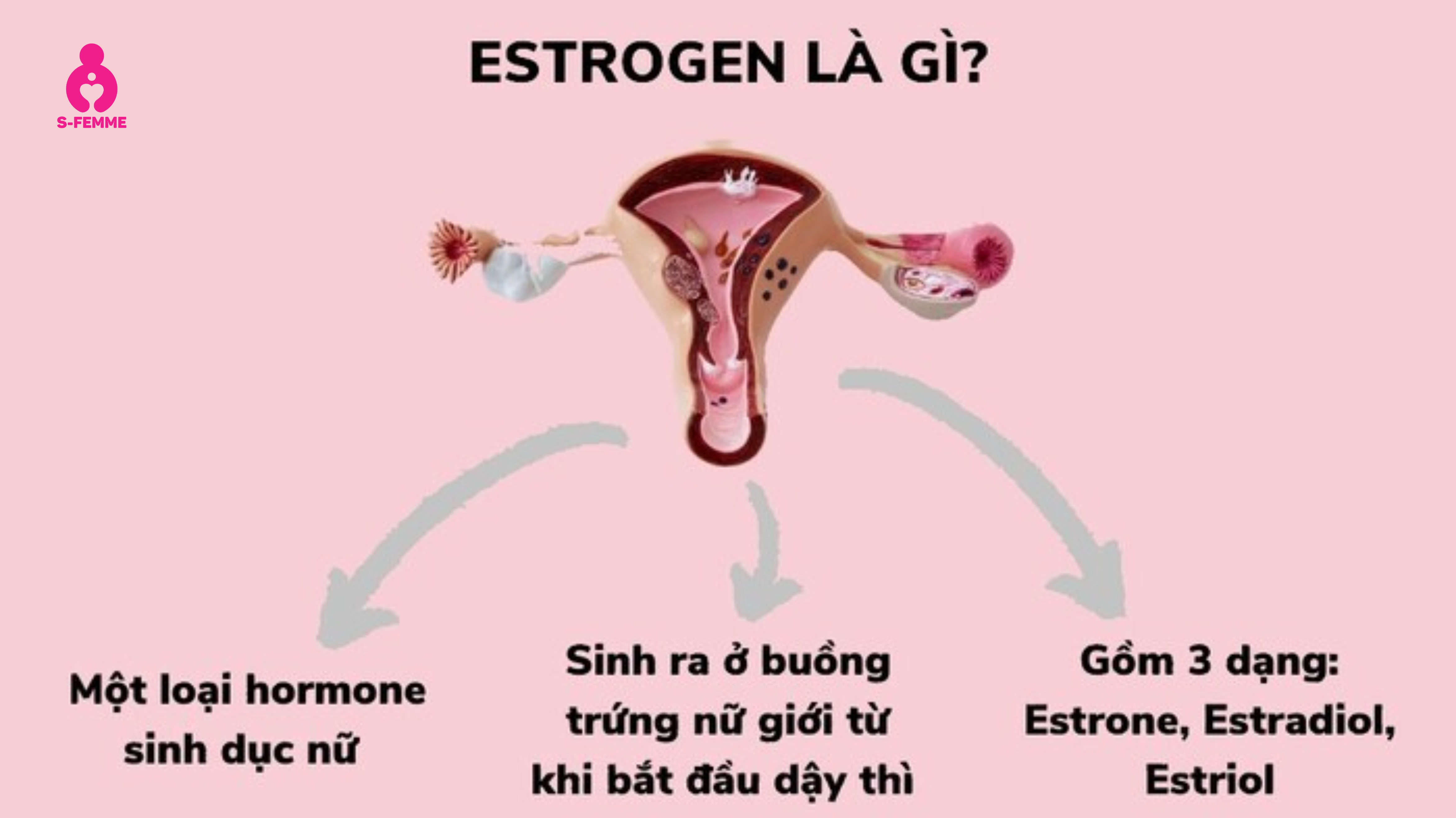 Nội tiết tố nữ là gì và ảnh hưởng thế nào đến quá trình thụ thai