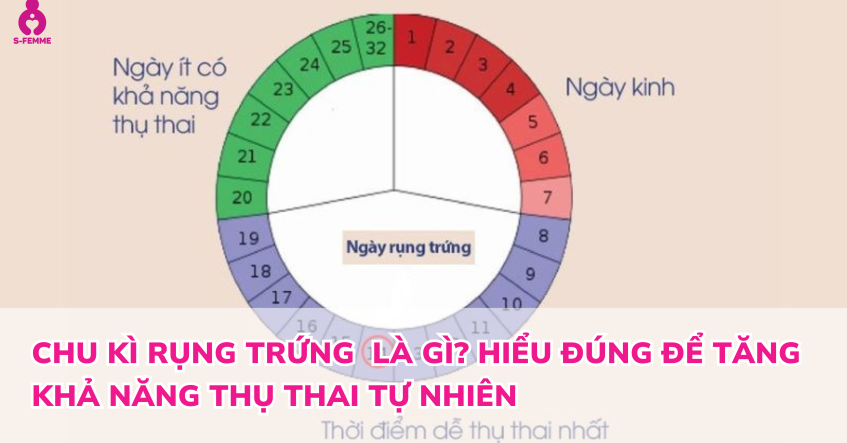 Chu kì rụng trứng  là gì? Hiểu đúng để tăng khả năng thụ thai tự nhiên