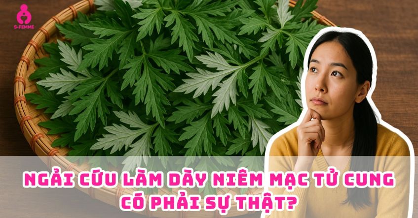 Ngải cứu làm dày niêm mạc tử cung​ - Có phải sự thật?