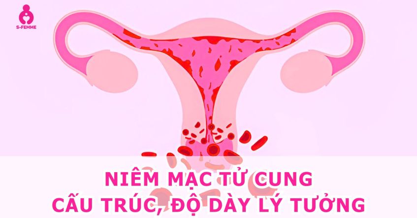 Niêm mạc tử cung là gì​? Cấu trúc, độ dày lý tưởng