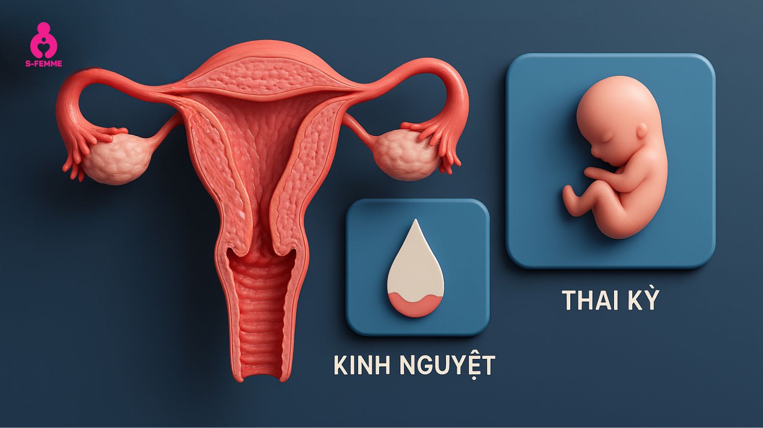 Vai trò của niêm mạc tử cung trong chu kỳ kinh nguyệt và thai kỳ